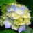 TRAN HUONG 20