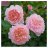 thuyle120489